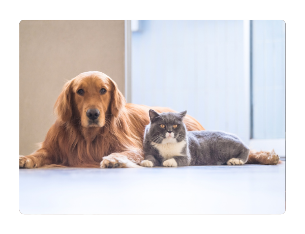 Pet-resistant sliding security door mesh built to withstand scratching, tearing, and impact from dogs and cats